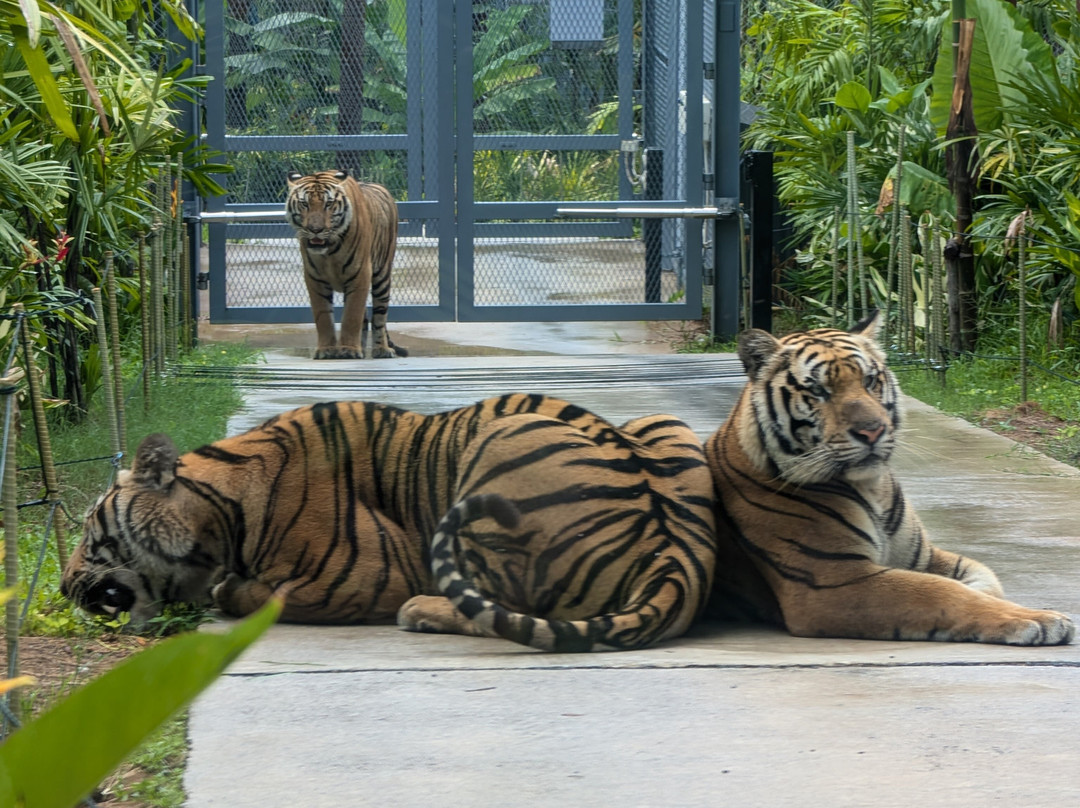 Tiger PARK Phuket-查龙必去景点