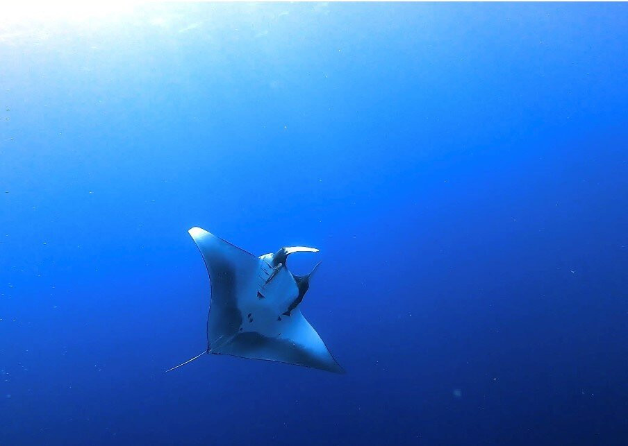 Fuvahmulah Scuba Club景点图片