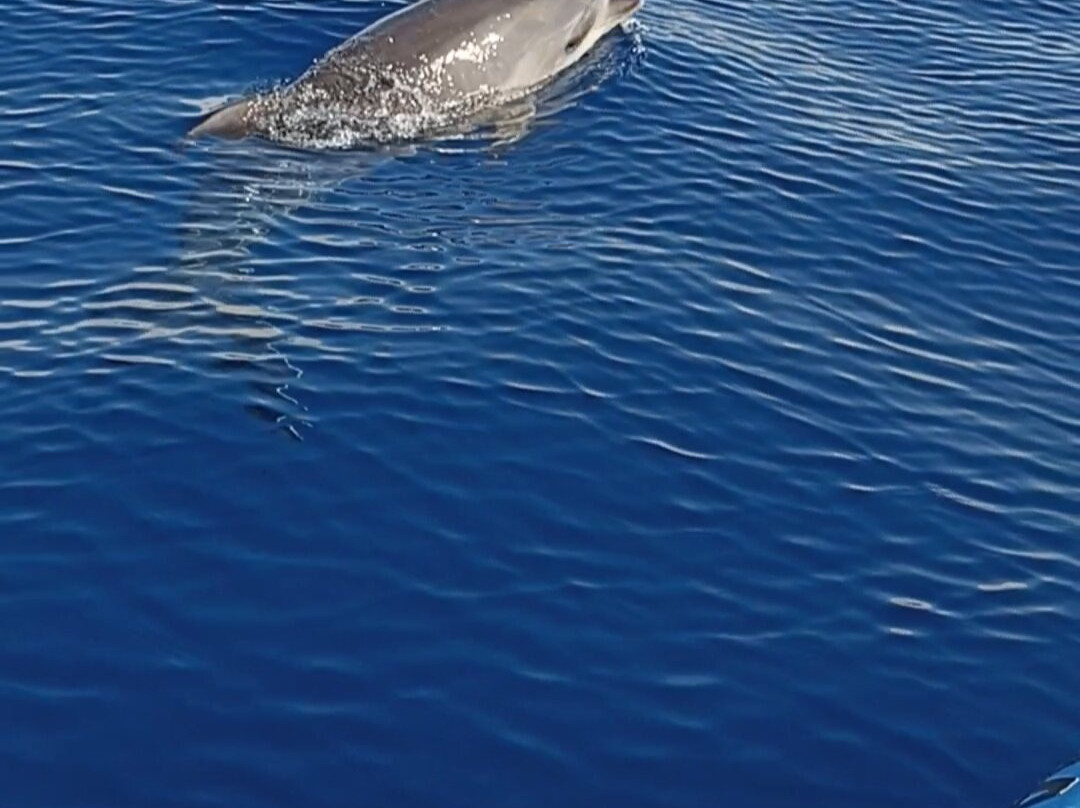 CW Azores-Madalena必去景点
