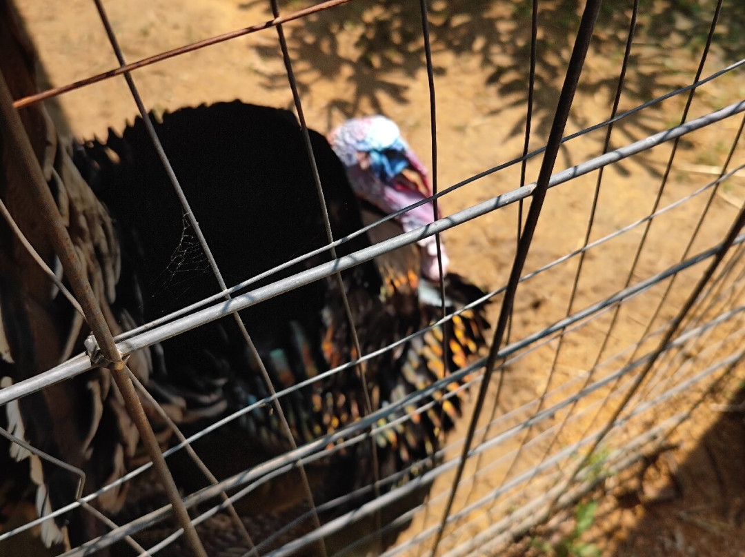 Piedmont Farm Animal Refuge-Pittsboro必去景点