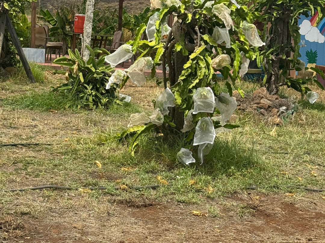 Maui Dragon Fruit Farm-拉海纳必去景点