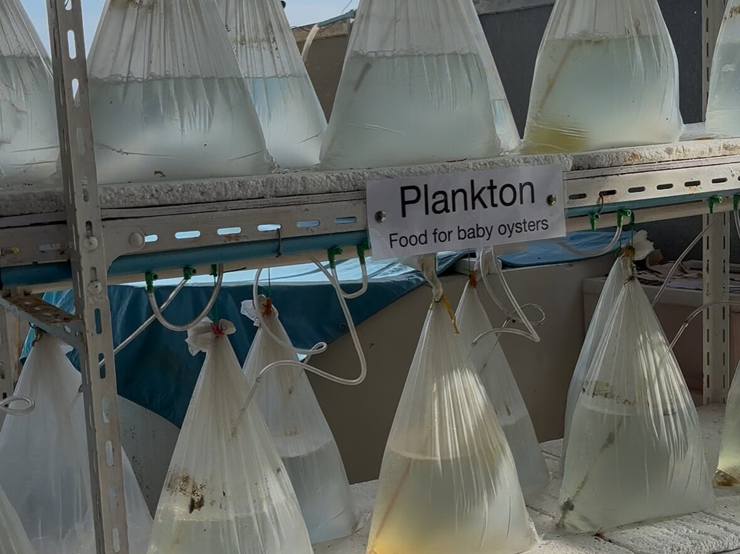 UNG Pearl Farm & Shop-Wichit必去景点