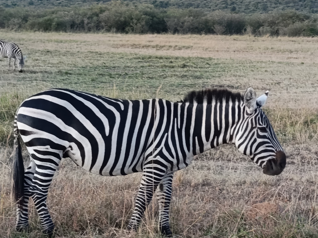 Nashulai Maasai Conservancy-马赛马拉国家野生动物保护区必去景点