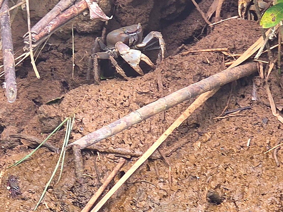 Indian River-多米尼克必去景点