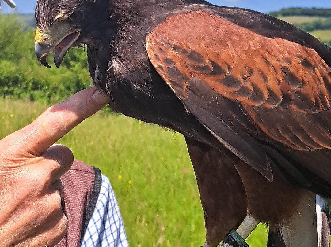 North Devon Hawk Walks-South Molton必去景点
