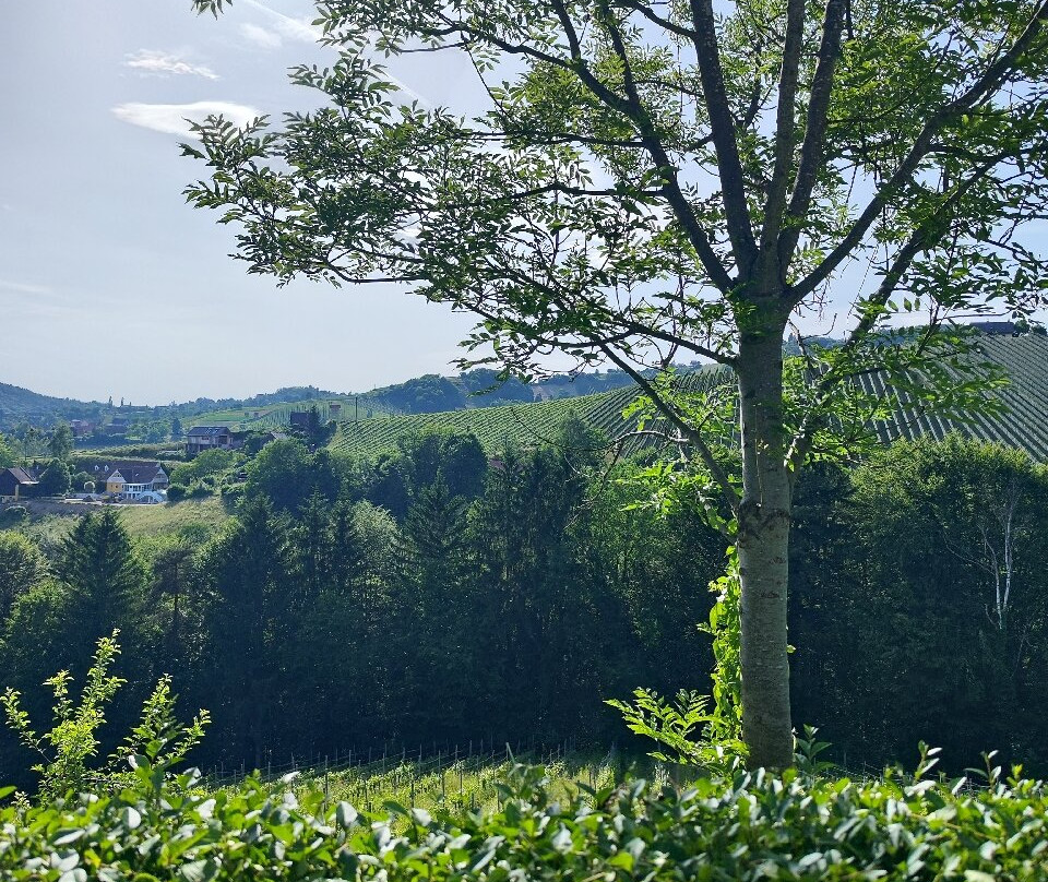 Weingut Lorenz-Kitzeck im Sausal必去景点