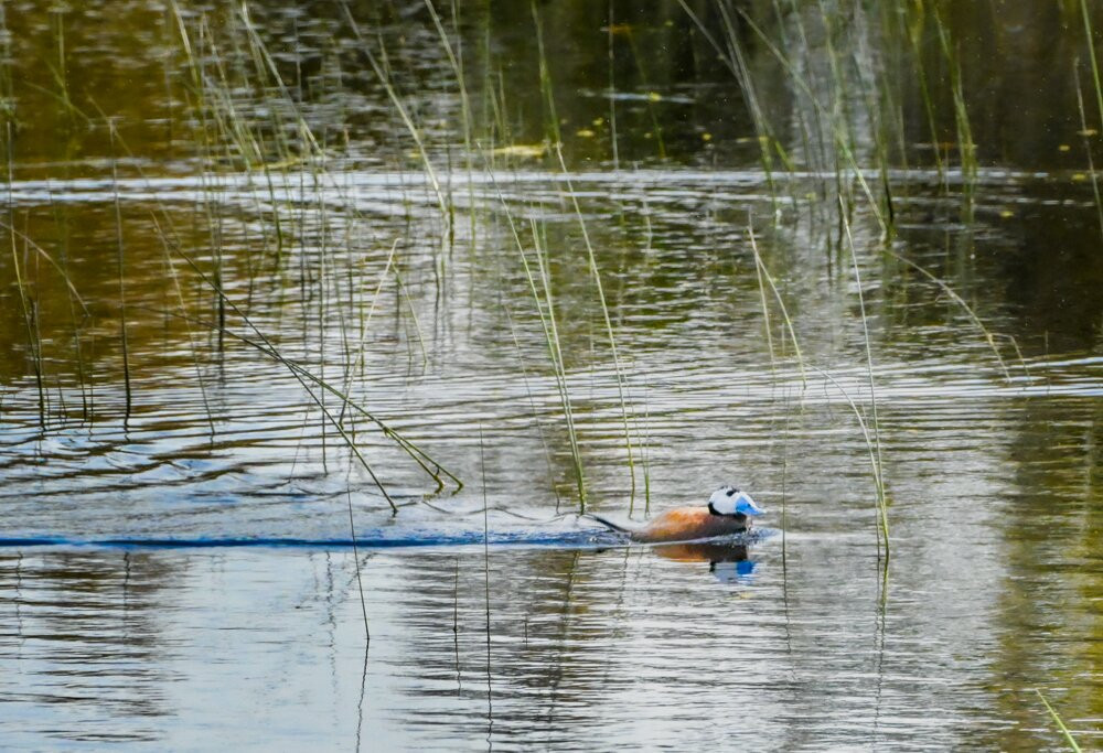 Discovering Donana-El Rocio必去景点