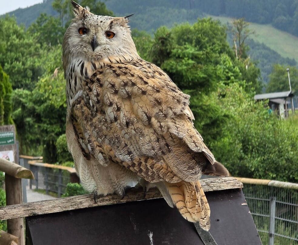 Wild- und Freizeitpark Willingen-Willingen必去景点