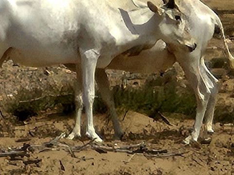 Tazwit tours-阿加迪尔必去景点