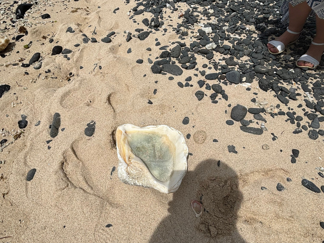 Dravuni Island-苏瓦必去景点