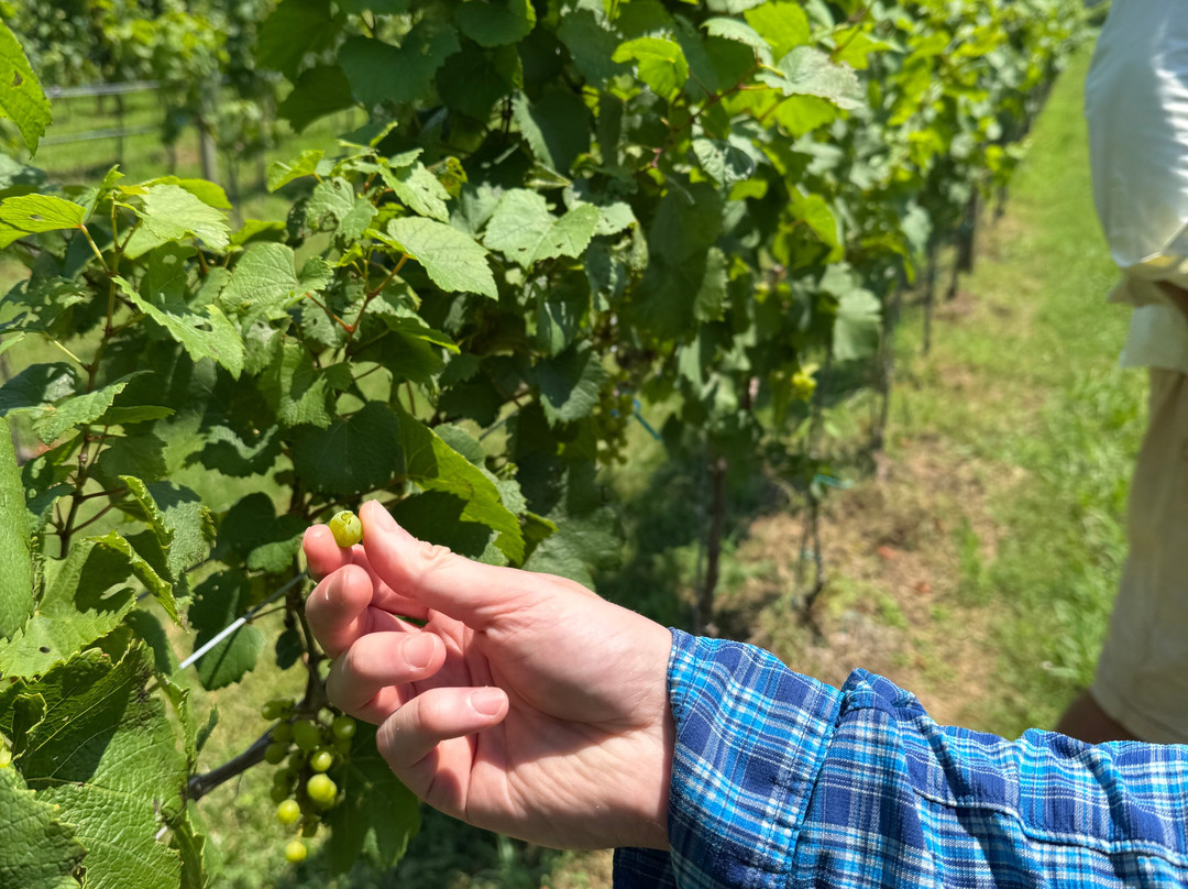 SouthEast Expeditions-Cape Charles必去景点