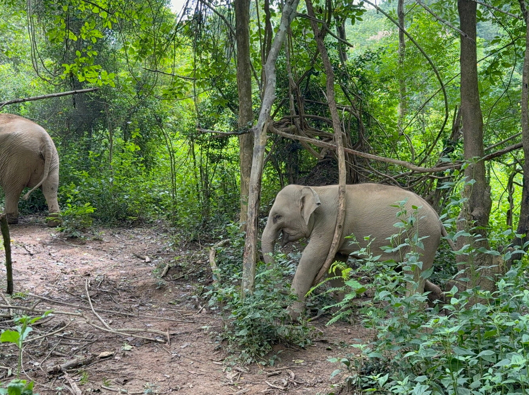 MandaLao Elephant Conservation-琅勃拉邦必去景点