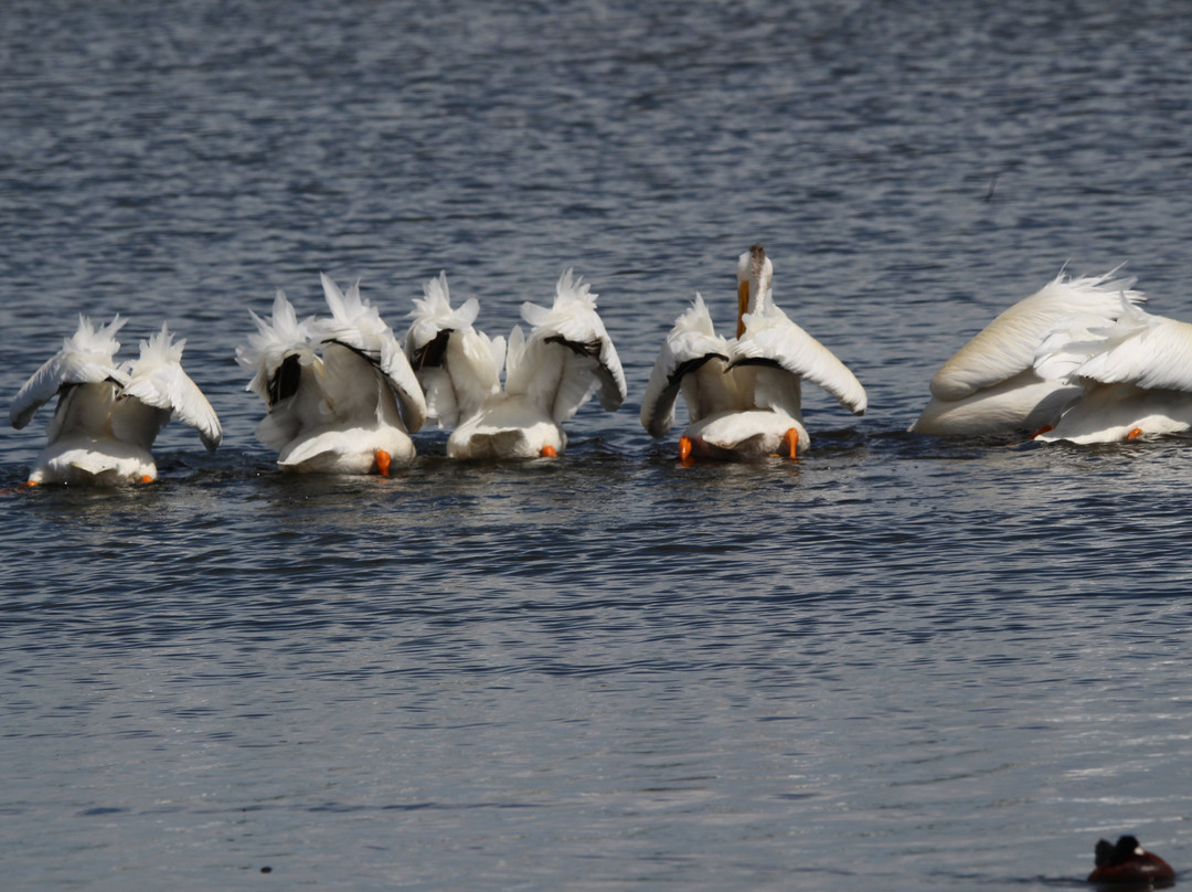 台福特湖-勒杜克必去景点