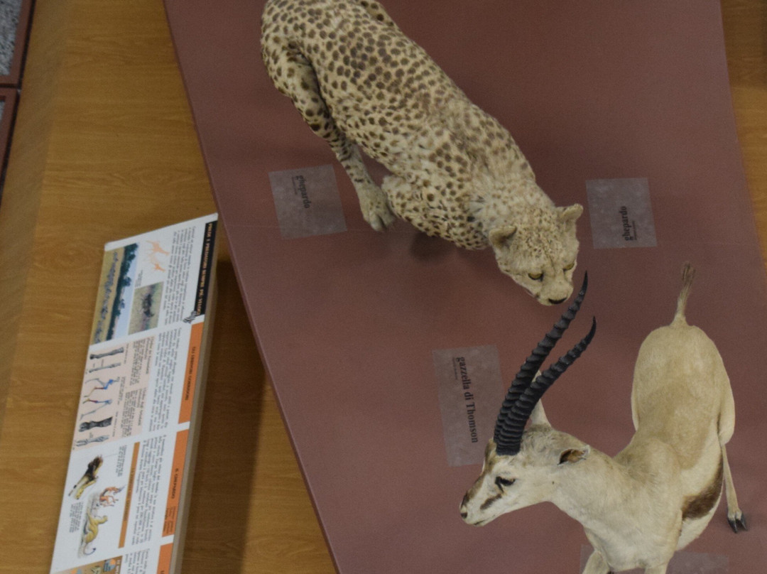 Museo di Storia Naturale Faraggiana Ferrandi-诺瓦拉必去景点