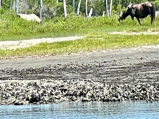 Chincoteague Island Adventures-钦科蒂格岛必去景点