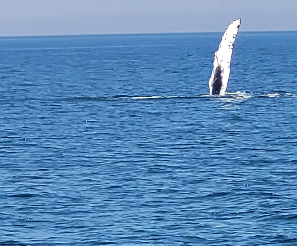 Petit Pasage Whale Watch-East Ferry必去景点