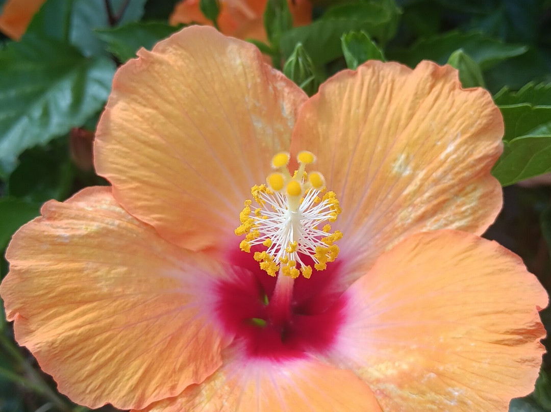 梅萨海岸/纽波特海滩华美达旅馆及套房酒店主图