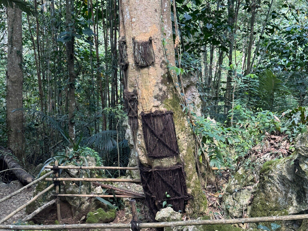 Kambira Baby Grave-Tana Toraja必去景点