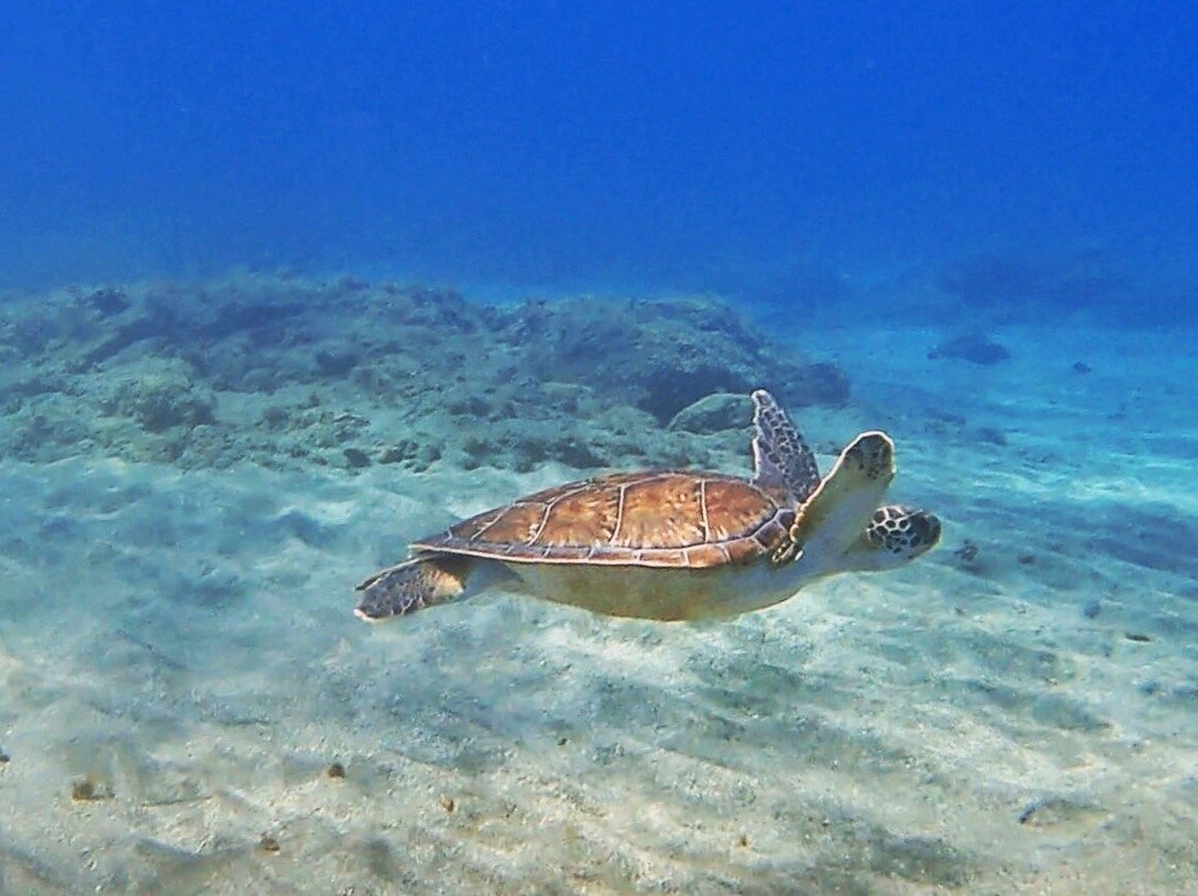 Tenerife Into The Blue - Dive In The Adventure-Abades必去景点