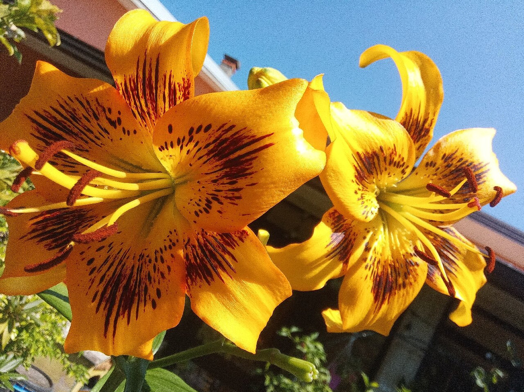 Il Giardino Di Monfestino