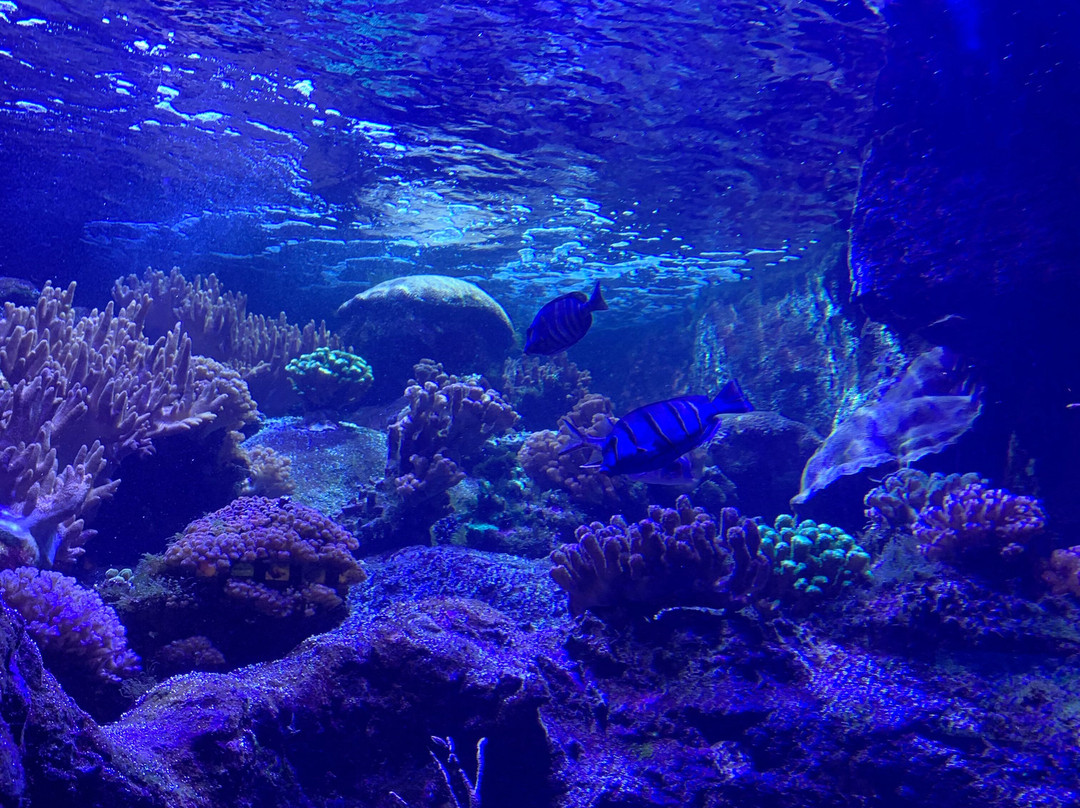 Aquarium de la Réunion-圣吉尔莱班必去景点