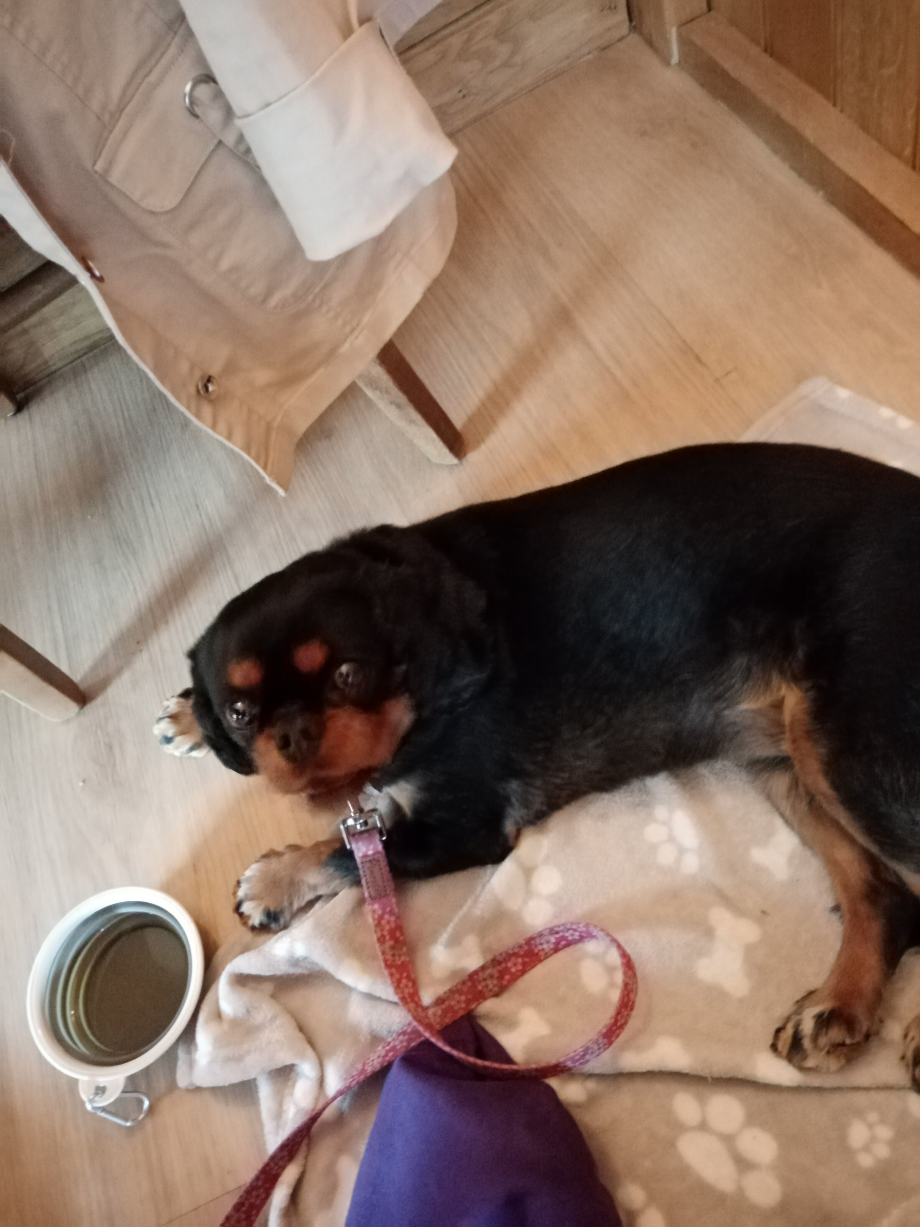 The Three Lions-官方