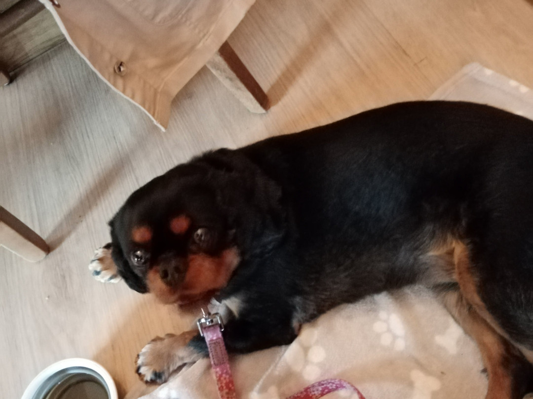 The Three Lions主图