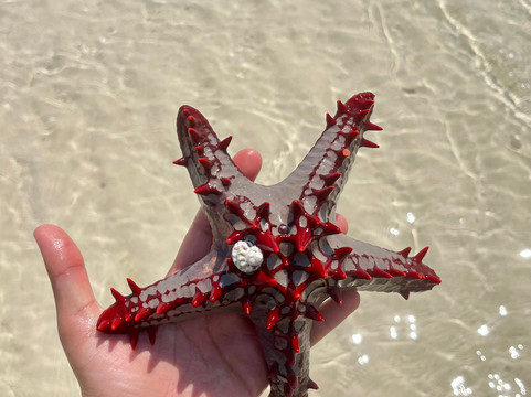Buggy And Sea Scooter Zanzibar-江比阿尼必去景点