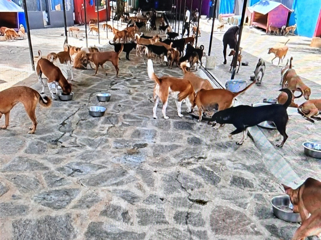 Animal SOS Sri Lanka-阿杭玛必去景点