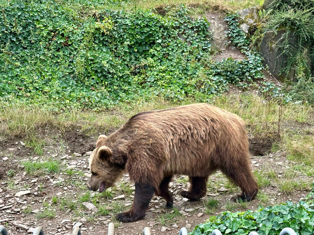 Wild- & Freizeitpark-Klotten必去景点