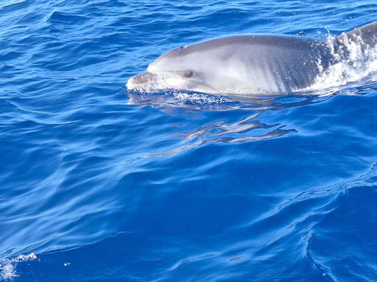 Speed Boat-阿尔库迪亚港必去景点