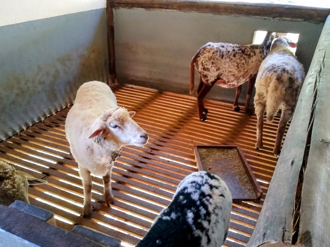 Hotel Fazenda Suica Le Canton主图