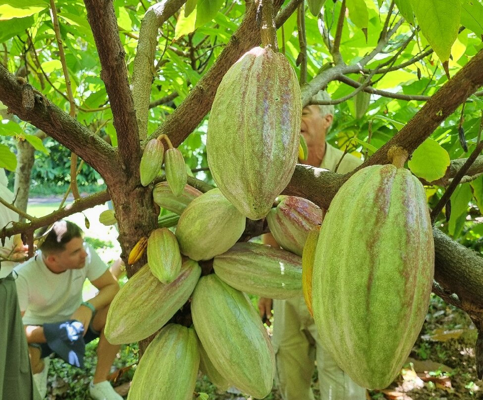 21 Degrees Estate Cacao Farm-卡内奥赫必去景点