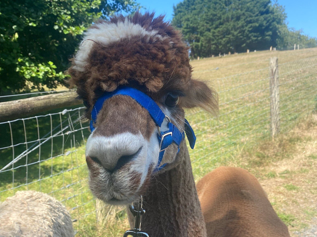 Popham Farm Alpaca Trekking-索尔塔什必去景点