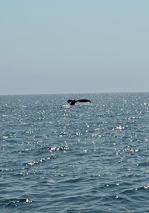 Petit Pasage Whale Watch-East Ferry必去景点