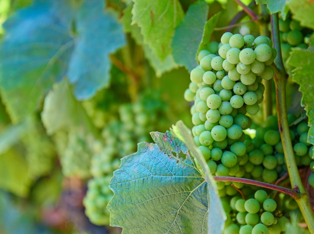 Boekenoogen Winery Tasting Room-卡梅尔瓦利必去景点