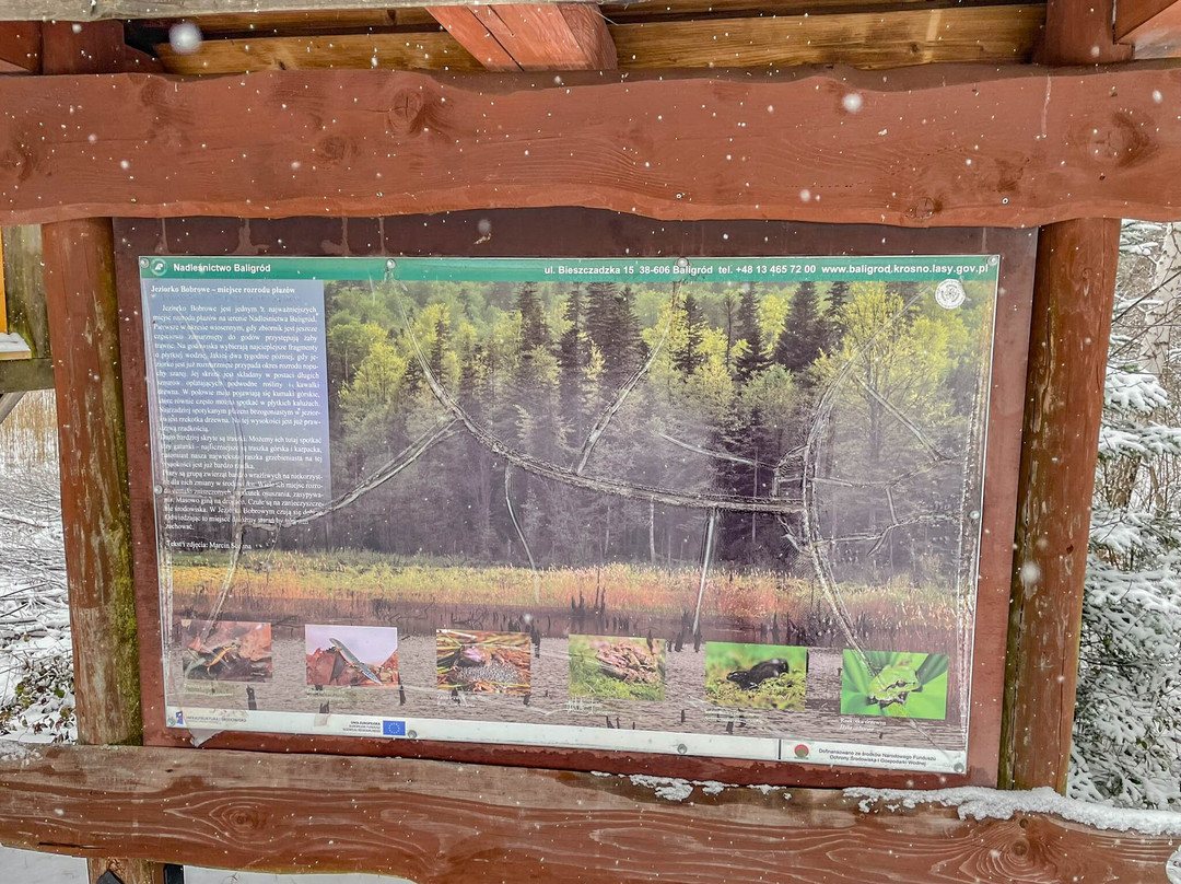 Jeziorka Bobrowe - Platforma Widokowa