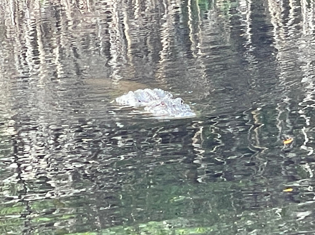 Everglades City Airboat Tours-大沼泽地必去景点