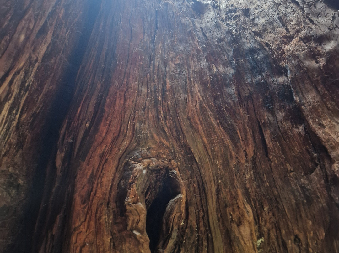 Larici millenari-San Pancrazio必去景点