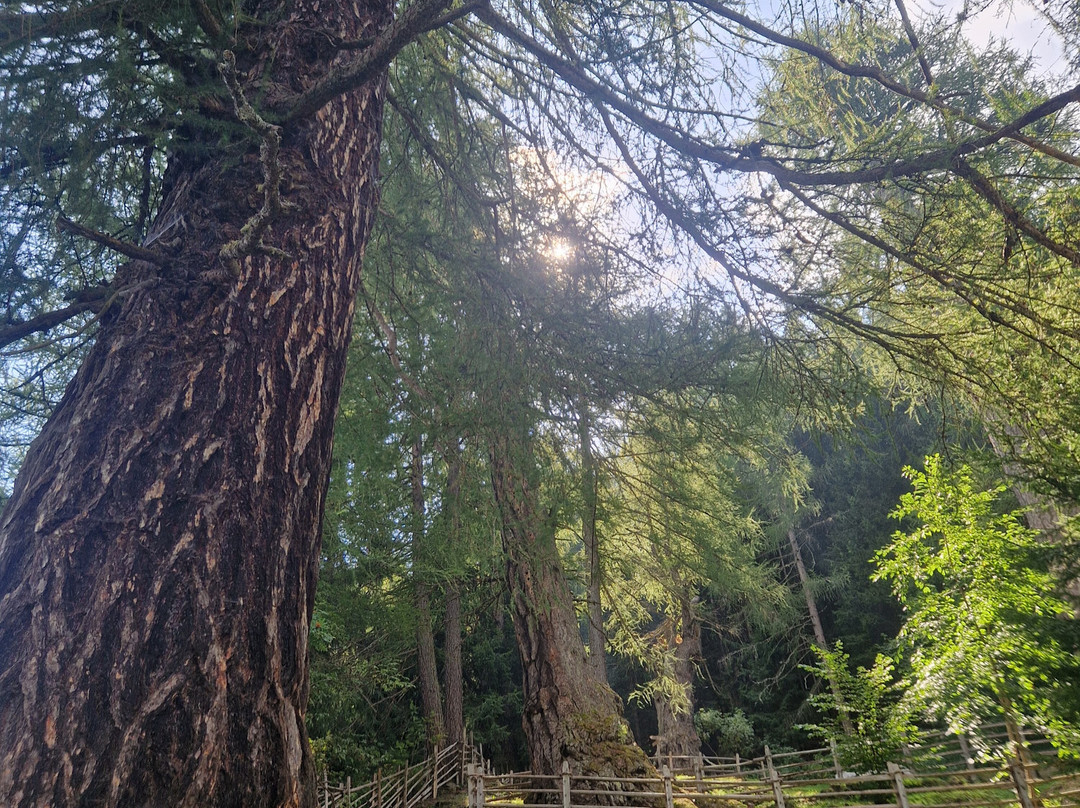 Larici millenari-San Pancrazio必去景点