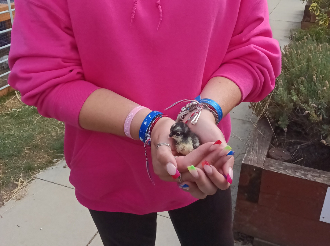 Birds of Prey Centre-Wilstead必去景点