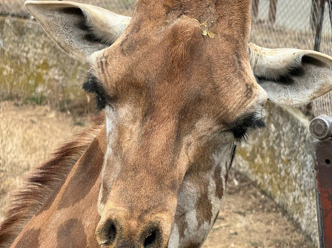 Safari De Peaugres-Peaugres必去景点