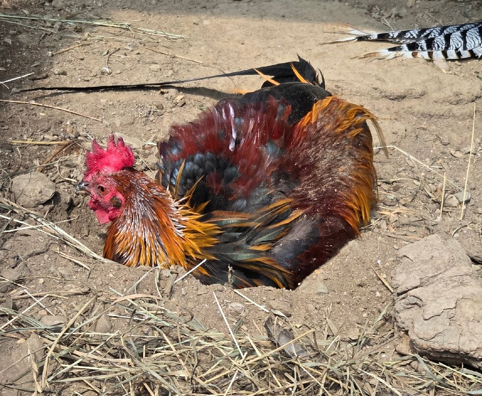 Wildpark Sonnenhalde-Neukirch必去景点