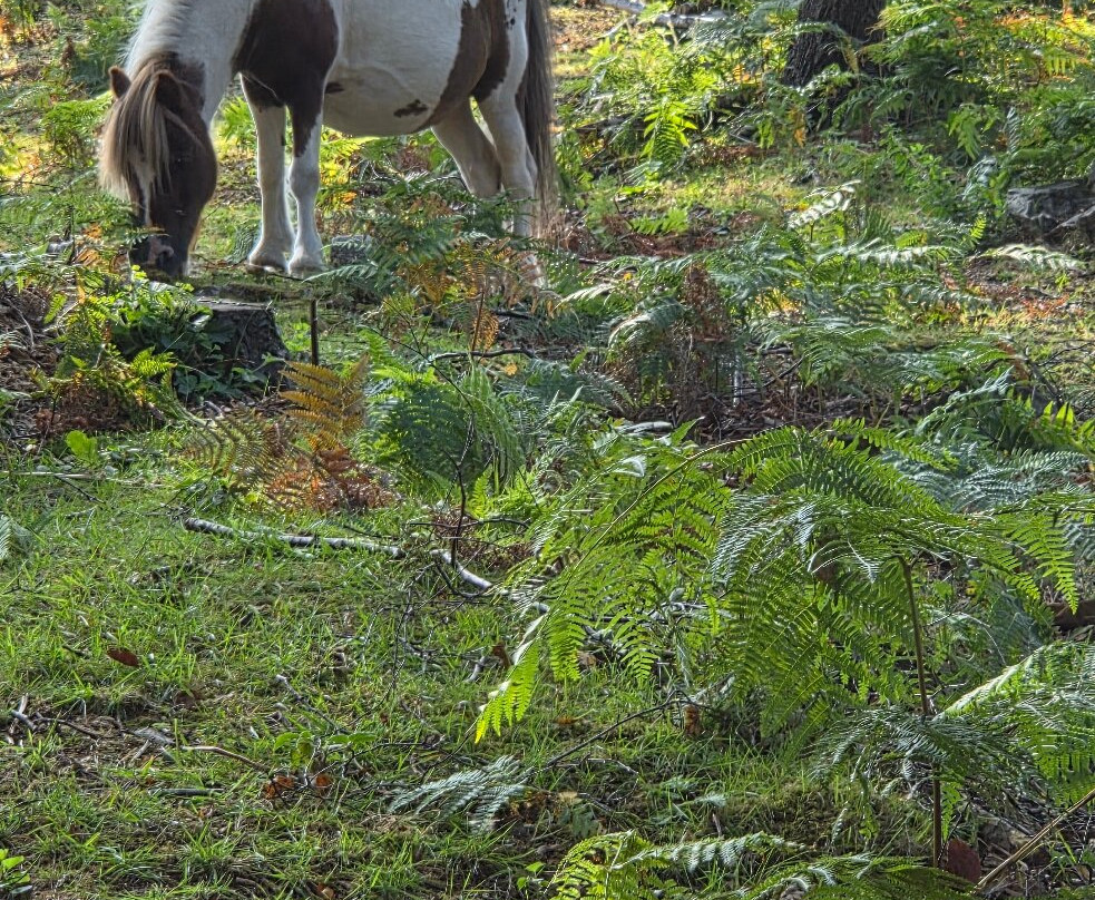 Bloody Bridge-纽卡斯尔必去景点