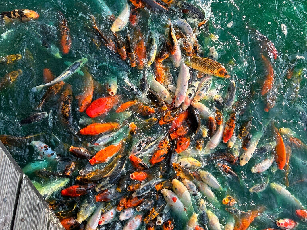 Pirate's Cove Adventure Golf-欧塞奇比奇必去景点