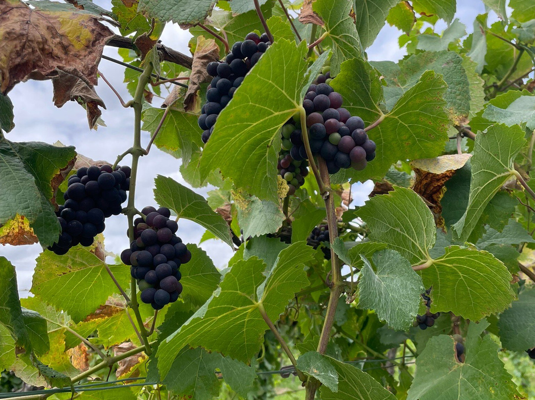 Bolney Wine Estate-Bolney必去景点