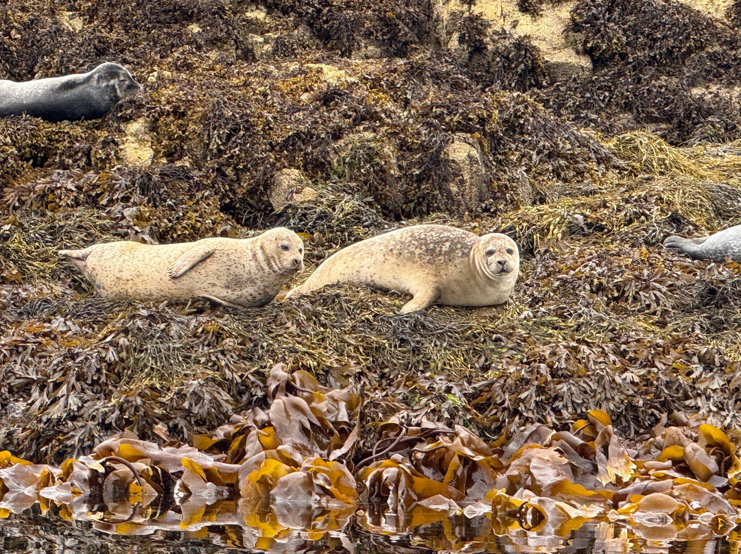 Calum's Seal Trips-Plockton必去景点