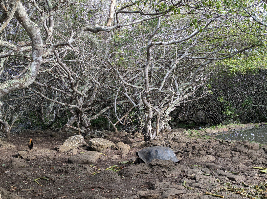 Galapaguera de Cerro Colorado-圣克里斯托瓦尔必去景点