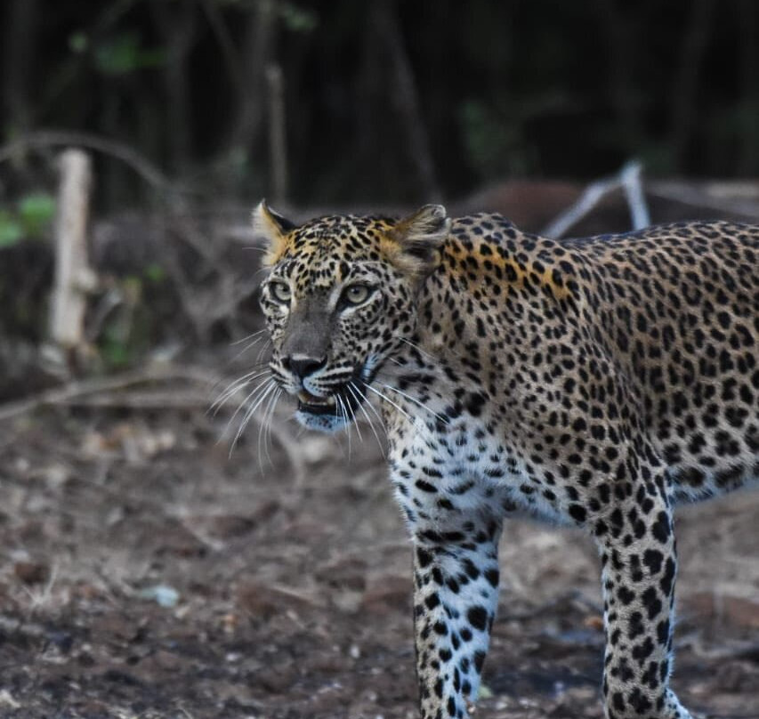 Lanka Travelo-Chilaw必去景点