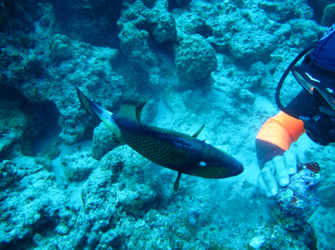 Emperator Diving Center-大湾必去景点